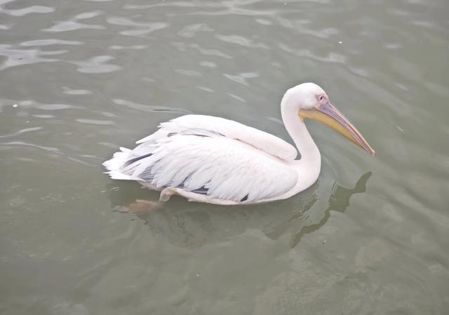 山西及周边随意行之沙湖 11