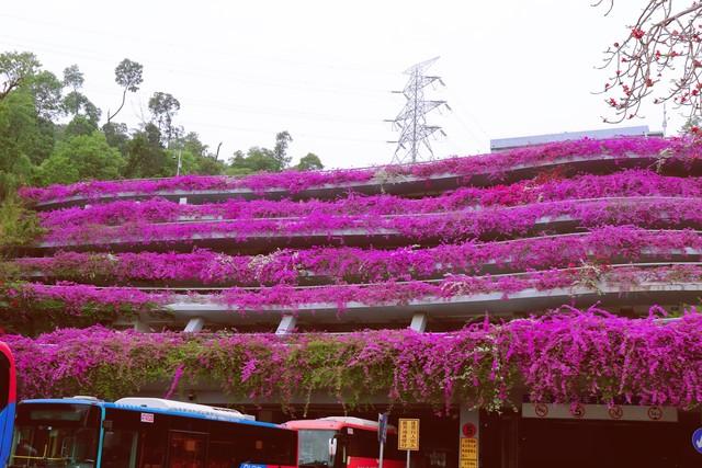 仙湖植物园大门停车场三角梅花海“瀑布”成网红打卡点，谁拍谁美
