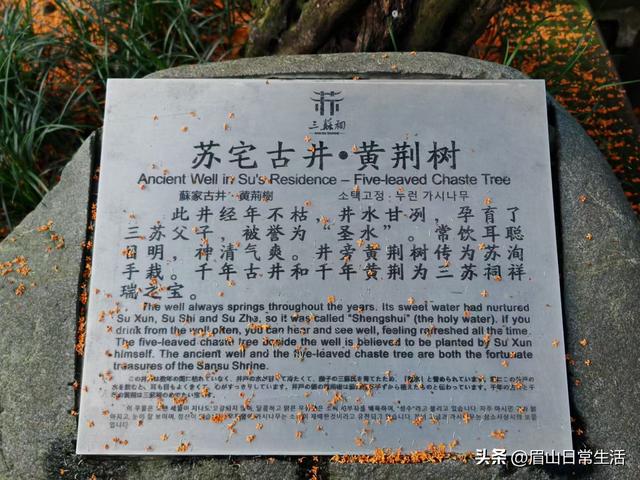 组图｜眉山东坡：桂花开了