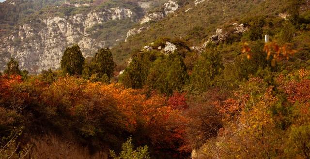山西太原崛围红叶
