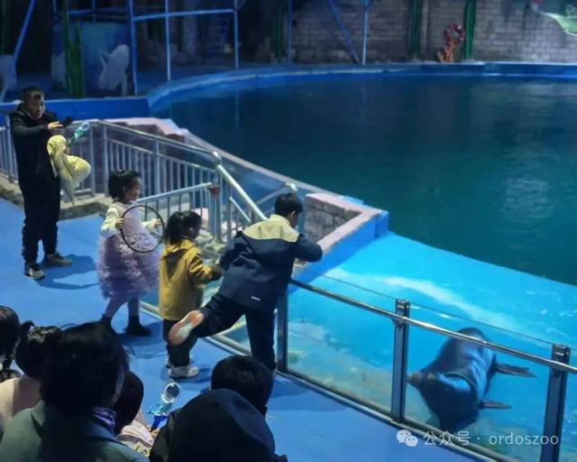 3月8日，鄂尔多斯送给所有女生的情书：免门票，请你来看白鲸！