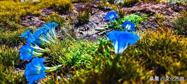 太巧了！在拉萨随意爬了一座山，却误打误撞“再续前缘”