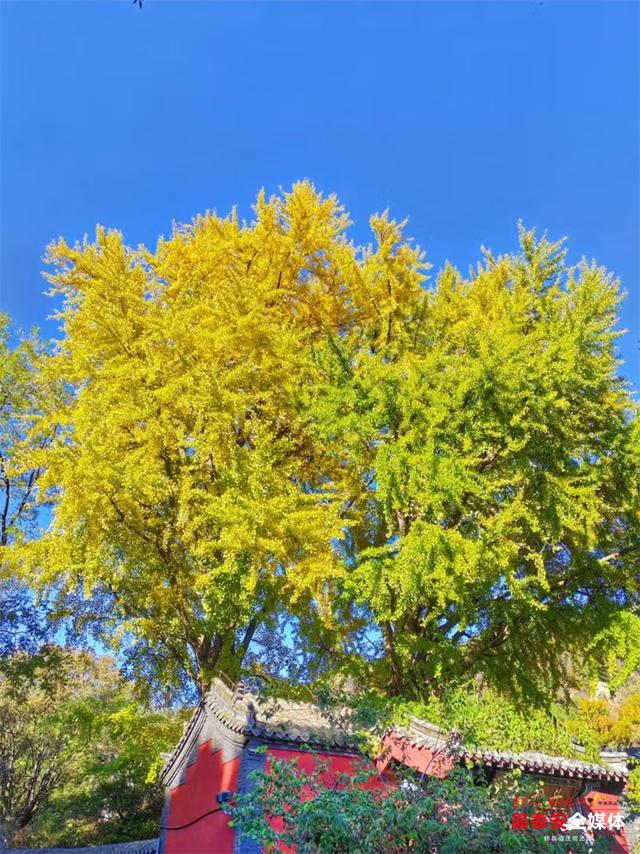 一树金黄 一树青绿 泰山斗母宫银杏迎来最佳观赏期