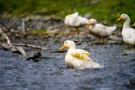 大家一起来看看鸭子有哪些品种，分别产于哪里，哪种鸭子适合喂养图片