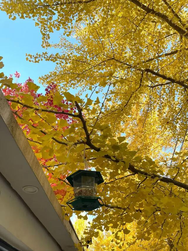 沈阳这些地方太美了!赏秋倒计时,错过等一年!