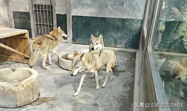 青岛动物园深度游指南：百年历史+五大展区，改造后更值得期待！