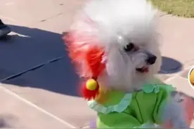 网友给狗狗穿衣服让其直立行走，引热议：真好看图片