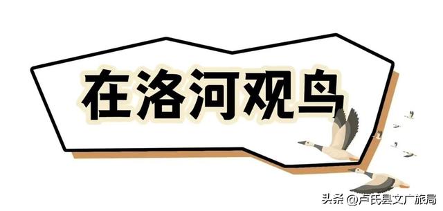 【文旅医养】封神！冬天去卢氏，就按这个节奏玩！