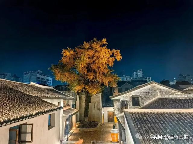 温州这棵深藏在百年民居的古银杏已经黄啦!夜晚比白天还要更迷人