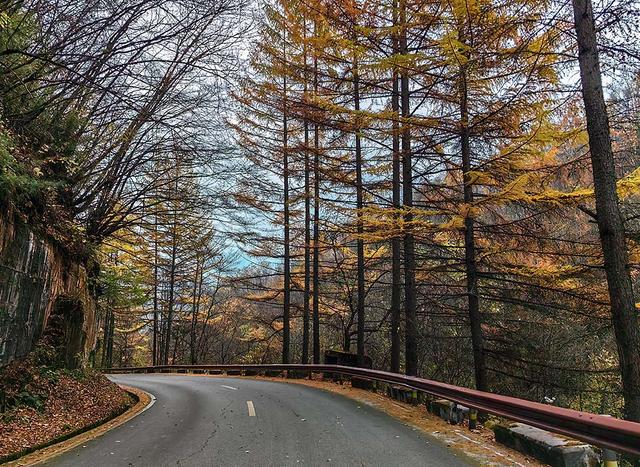 2024深秋四川行19 神农架风景区2 华中屋脊的五彩秘境