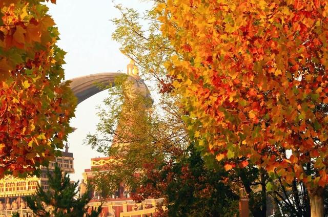 初冬限定!观鸟、彩叶、遛娃一站式,承包全家 “零负担” 快乐