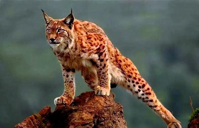横断山一只猞猁咬住狼颈,狼反身将其压身下,猞猁趁机咬断狼咽喉