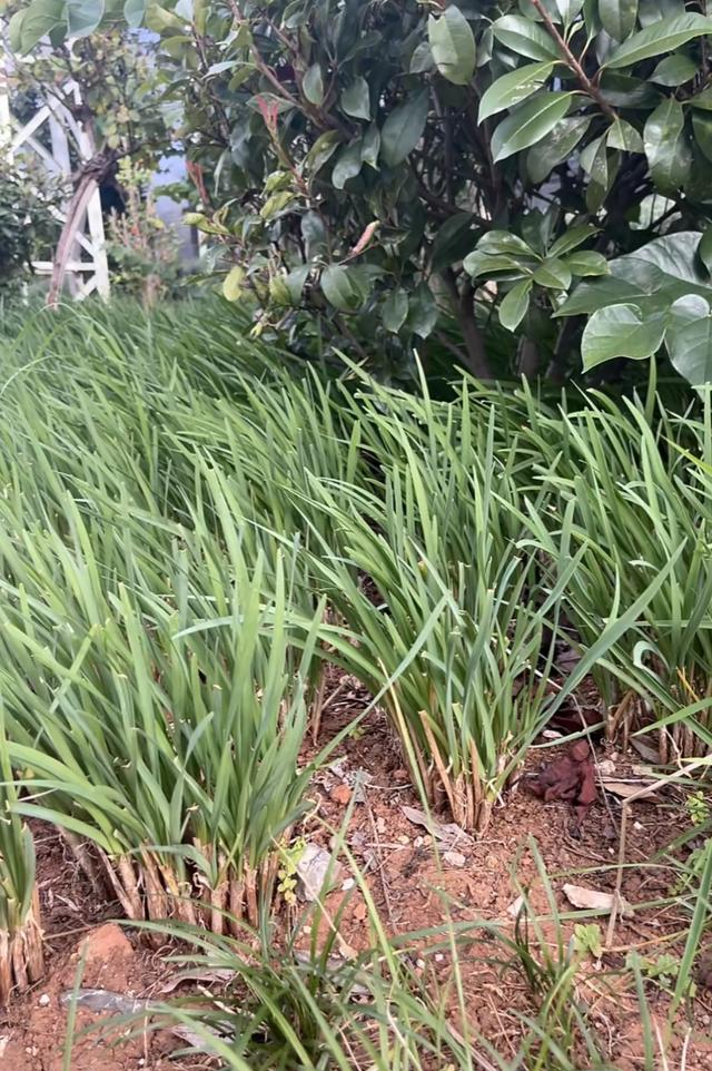 这5种蔬菜“爱阴凉”，树下种上几棵，摘都摘不完，超适合家庭种