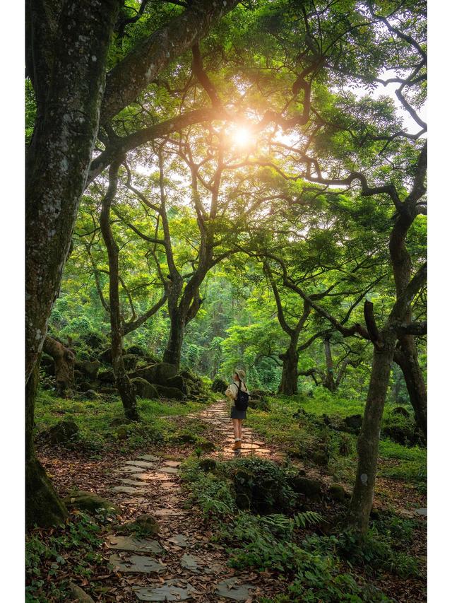 广州藏了片“塞尔达魔幻森林”千年古榄树+青苔秘境，市区1h直达