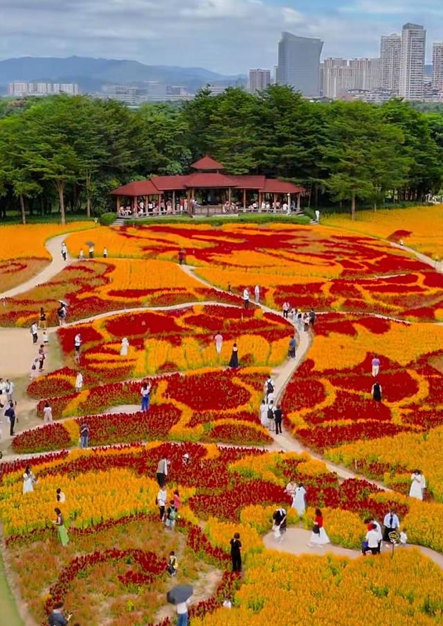 厦门园博苑海洋岛，园区九岛之一，6000平方米花海，让人流连忘返