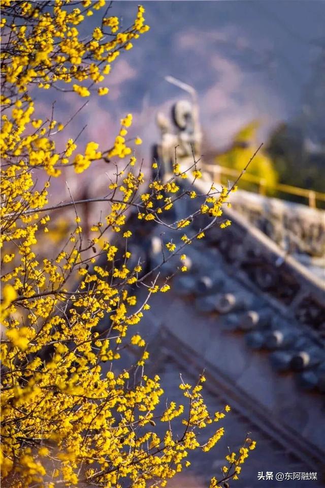 山东的第一波蜡梅开啦！快来邂逅这份冬日限定的浪漫
