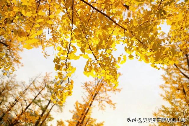 观山湖藏着一封金色情书，落款是银杏与梧桐（附最全攻略）