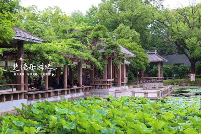 浙江宁波的老牌小众公园，被人忽略却是赏荷胜地，非常值得游玩