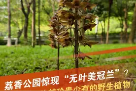 比较珍贵，少有！深圳一地惊现珍稀"无叶美冠兰"！图片