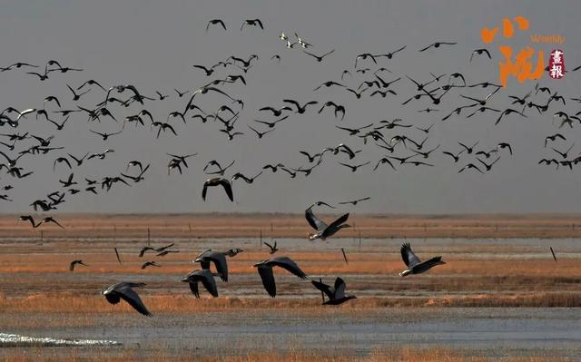 阿克塞：生灵为笔 写就草原冬日生态诗篇