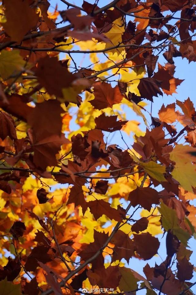 轨道直达！重庆“顶流”梧桐大道已经美到next level了！