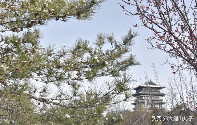 西流湖公园：傲雪寒梅俏枝头雪景如画醉游人