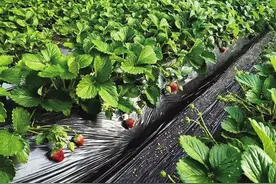 乡村种植有特色 草莓采摘正当时图片