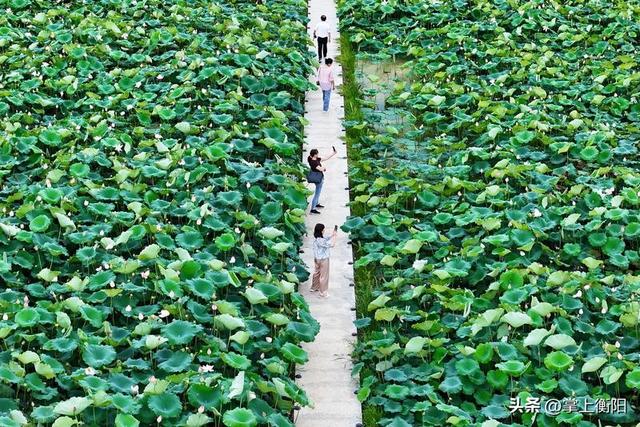 常宁：这个夏天的浪漫，从“荷花里”开始