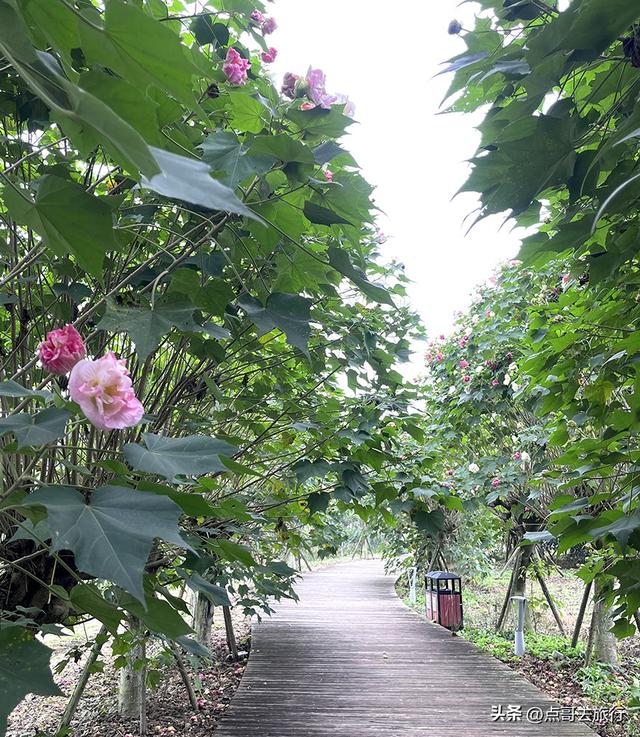 成都市区最美芙蓉花，王者风范，植物迷宫更是惊艳，不要门票！