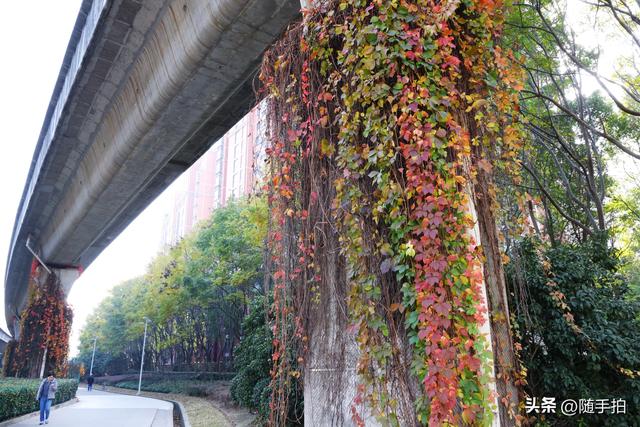 邂逅初冬美景，上海地铁11号线安亭段桥墩爬山虎红了
