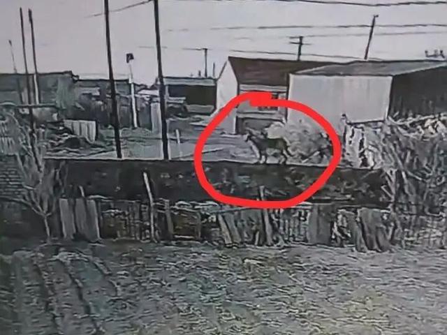 辽宁一农户17只羊一夜之间被不明生物咬死，警方回应：已接到相关警情，但羊群被什么生物咬死暂不确定