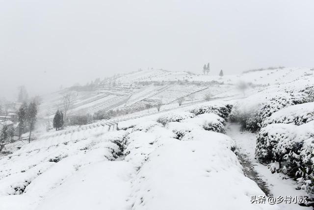 明日小雪，“小雪不过午，冬天冻死牛	”	，冬天冷不冷就看小雪！