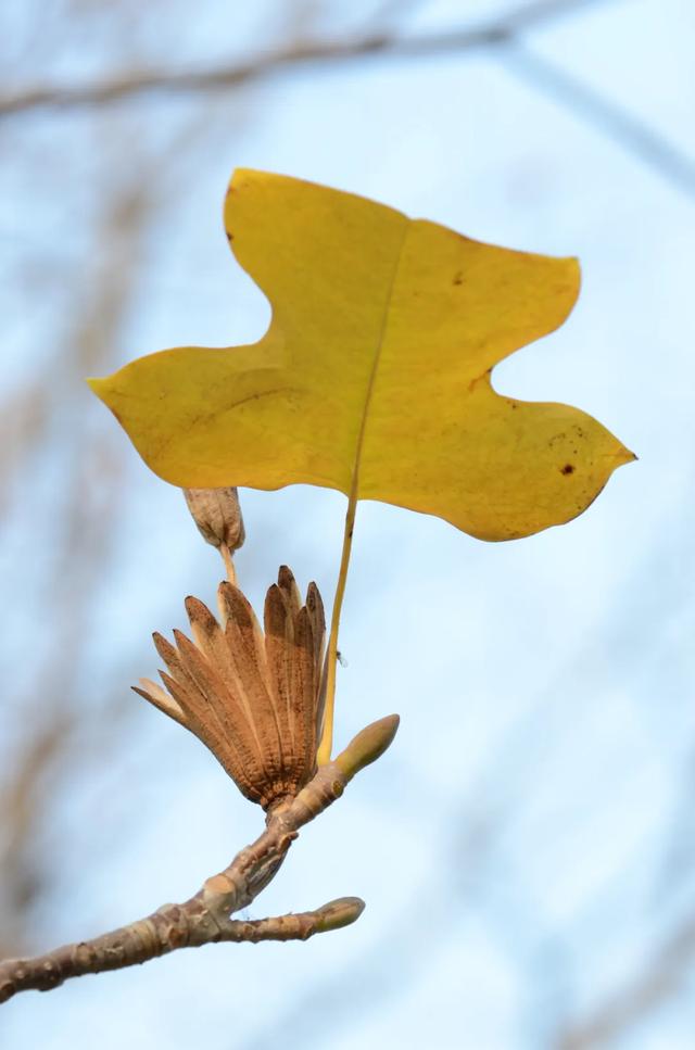 秋日限定|“落叶不扫”模式开启,44条景观道观赏指南请收藏!