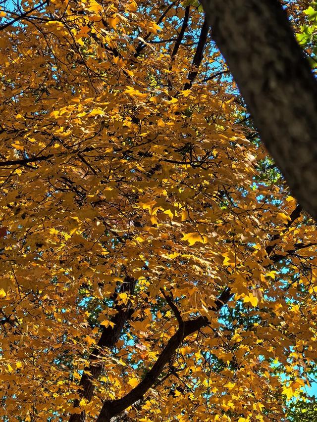 谁懂啊？这里的红枫，才是秋日“天花板”！