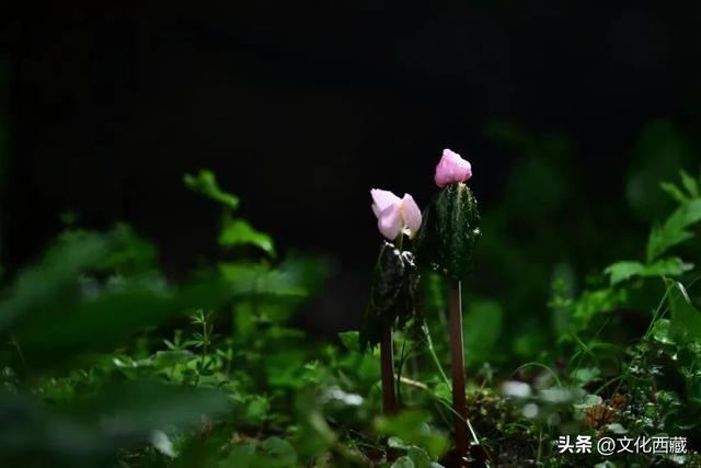 西藏的盛夏，3种味道让你魂牵梦绕！