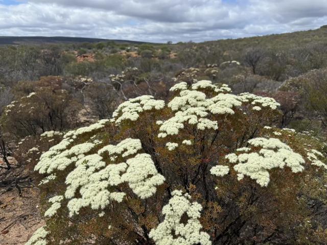 澳大利亚22日世界文化遗产与自然之旅游记
