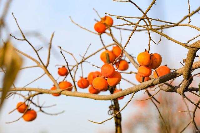 陕西宜君初冬：满枝红柿 一径清甜