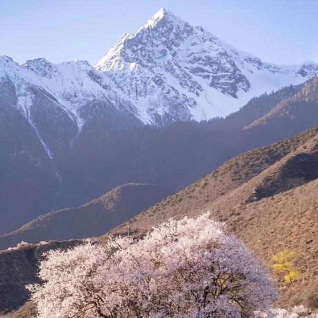 我是上海人，四月游西藏林芝，索松村赏桃花望南迦巴瓦峰