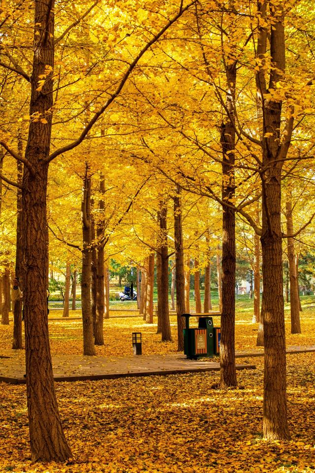 北京小众银杏林，郊外静谧的金色海洋，朝阳平房公园