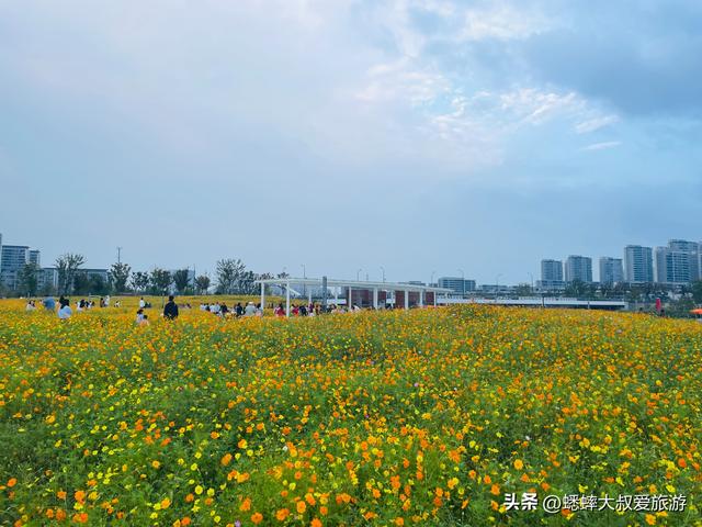 杭州超绝“波斯菊花海”来了，拍照遛娃露营齐全，地铁直达且免费