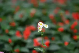 2024年上海市企退人员遗属待遇是多少？图片