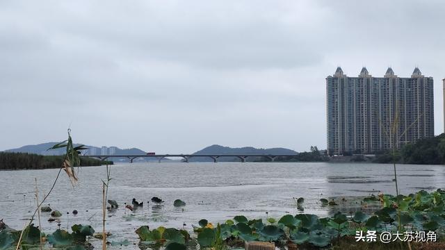 南京降温！卧龙湖、荷花与高楼，藏着秋日限定浪漫