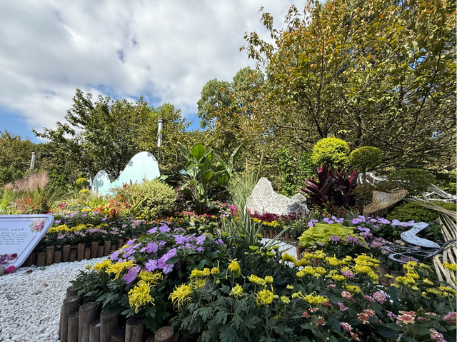 轨道线丨一日三变 “醉芙蓉”