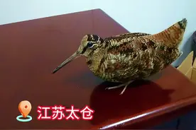 不是“飞不起”只是飞得慢 太仓警方救助一只“蹦迪”萌鸟图片