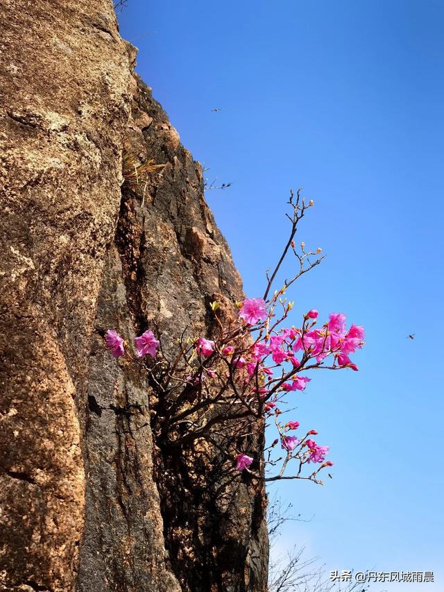 丹东凤凰山最高山峰一枝花