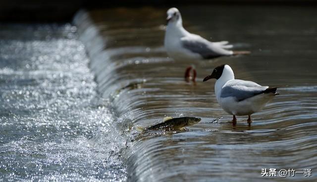 青海布哈河湿地：青海湖的母亲河