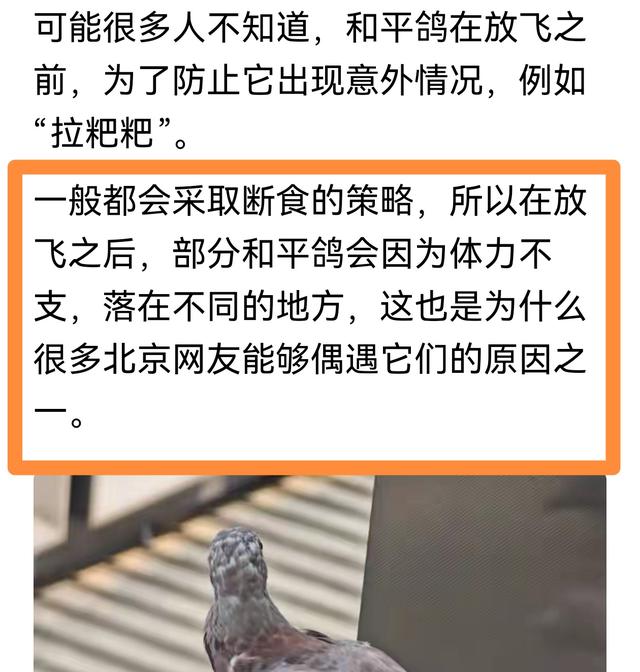 8万和平鸽放飞走失数十只后续：走失原因曝光挺特殊，网友立大功