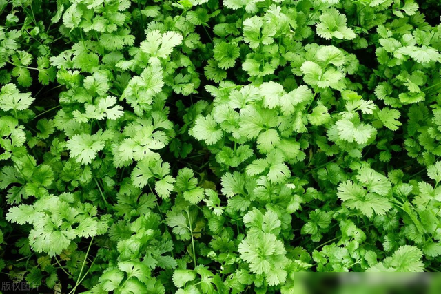 7月底到8月适合种什么菜？这些要赶紧种植了，别错过最佳播种时间