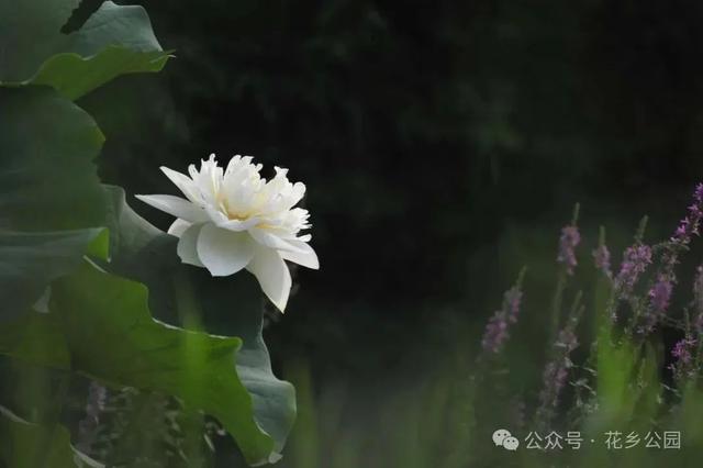 这个暑假，丰台“游”点“不一样”（自然游乐篇）