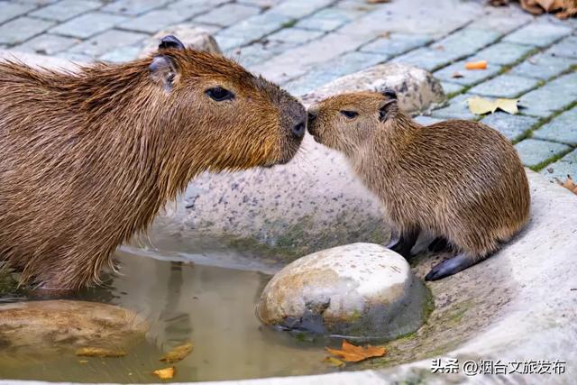 周末好去处丨人少免费!烟台小众公园美疯了
